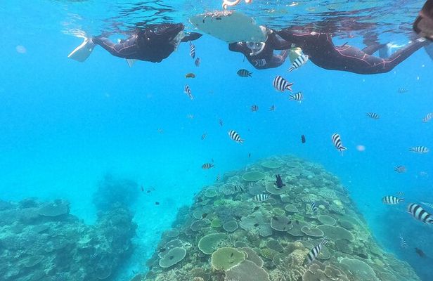 Okinawa: Boat Snorkeling 2 Rounds at Minna, Sesoko or Motobu