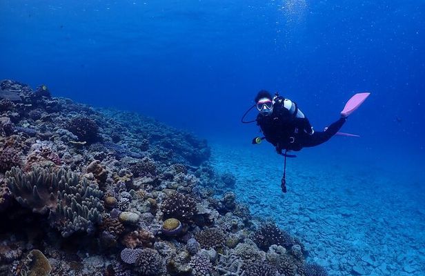 Boat Fundive 2Dives 【Minna, Sesoko , Motobu Okinawa】