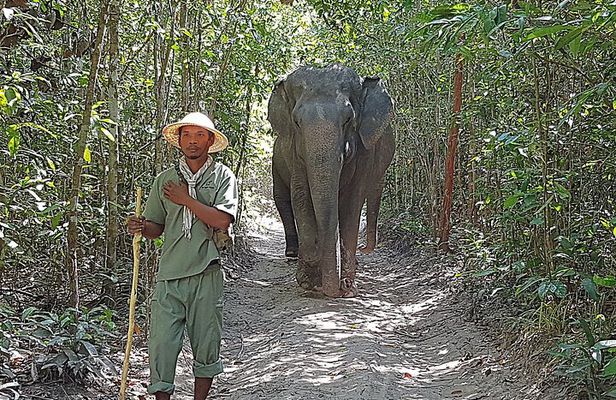 Elephant Forest tour by Jeep