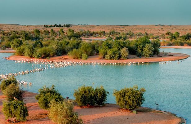 From Dubai: Full day Al Marmoom, Al Qudra Lakes with Dinner