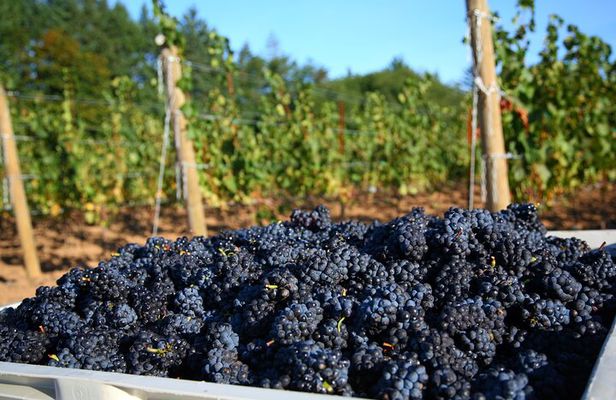 Wine History Tours: Private Willamette Valley Wine Tour