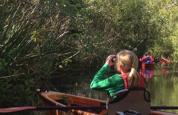 2Hour Everglades Kayak Safari Adventure Through Mangrove Tunnels