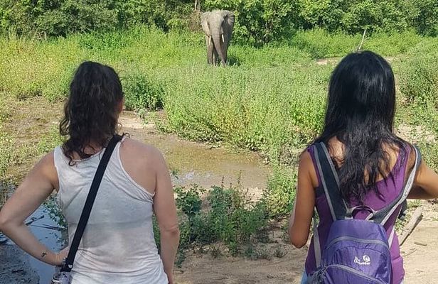 3 Days Elephants Safari at Mole Park with Round - trip flights