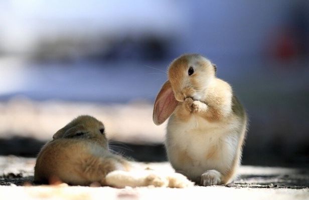 Private Full-Day Okunoshima and Hiroshima Sake Breweries Tour