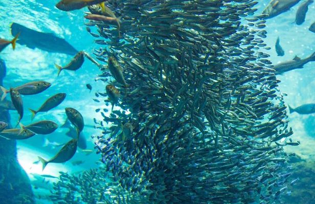 Napaling Sardine Run in Bohol