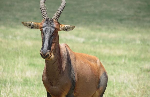 Adventure-fueled 3 Days Maasai Mara Safari