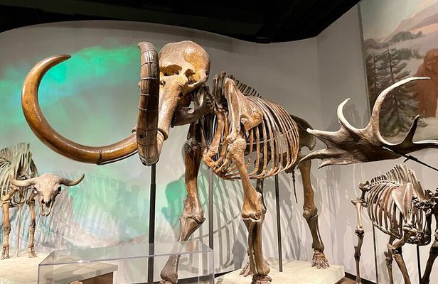 Chicago Field Museum of Natural History Semi-Private Guided Tour