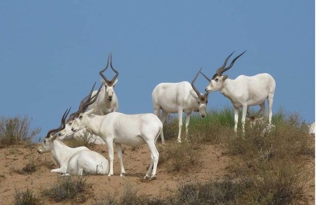 Descouver the wildlife of Sous Massa by 4x4 & Admission tickets 