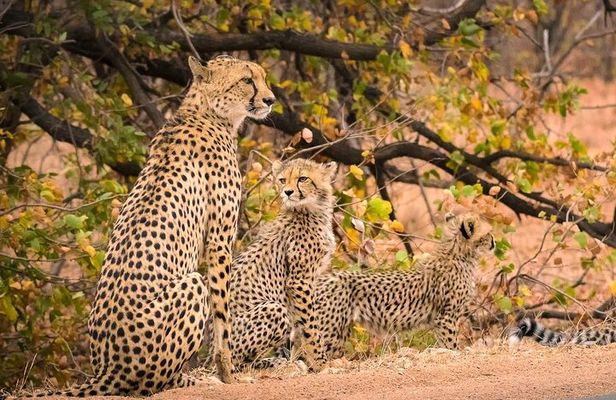 4 Day Private Kruger National Park Safari and Panorama Route Tour