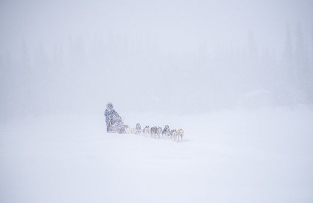 Sled Dog Sampler Ride in Fairbanks