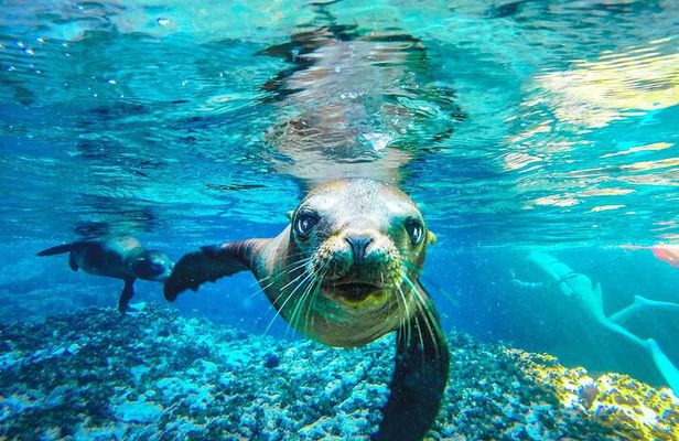 Coronado Island Adventure, snorkeling & picnic on the beach