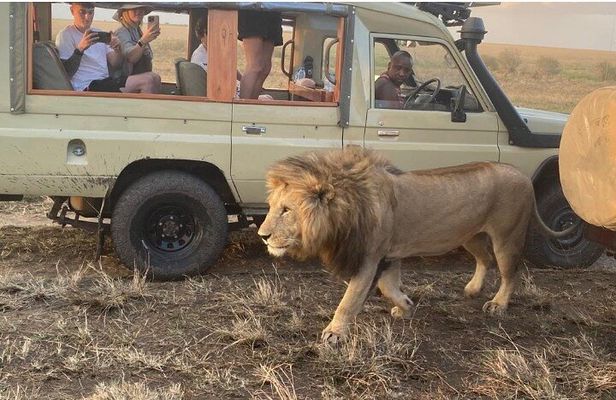 3 Days Masai Mara Jeep Safari