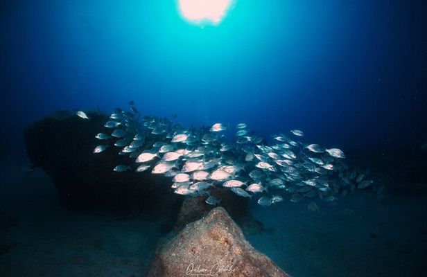 Guided Snorkeling Experience