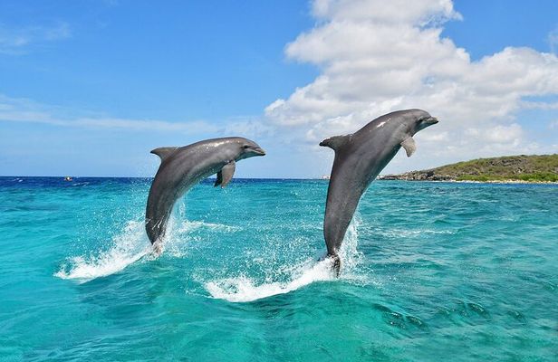 Wasini Dolphin Snorkeling