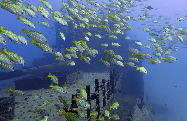 Small-Group Deep Dive in Oahu with Shipwreck and Reef