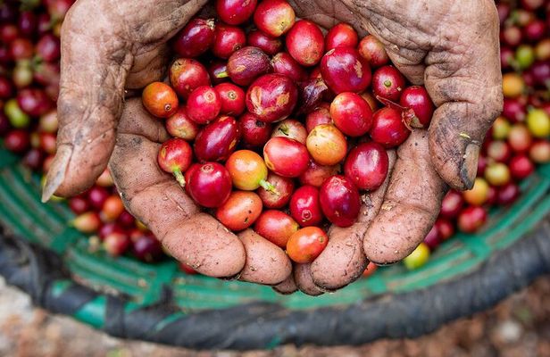 Coffee Tour Monteverde