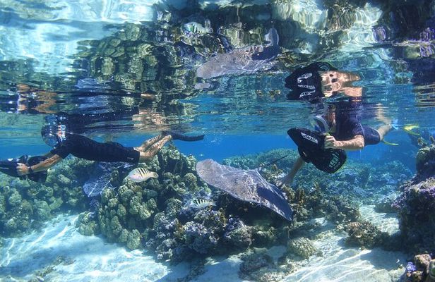 Sea Scooter Jet snorkeling "Moorea Reef Adventure"