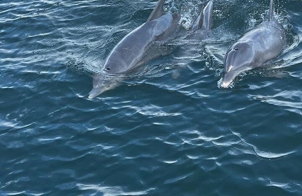 Frisky Mermaid Dolphin + Scenic Bay Sightseeing Tour