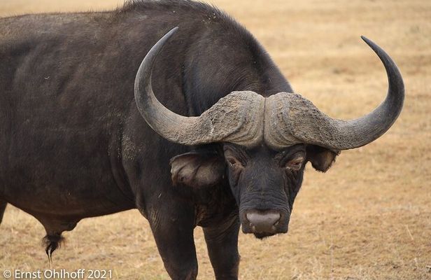 Schotia open vehicle safari game drive maximum 10 pax