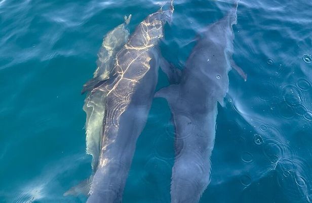 3-Hours Dolphin and Turtle Watching in Puerto Escondido