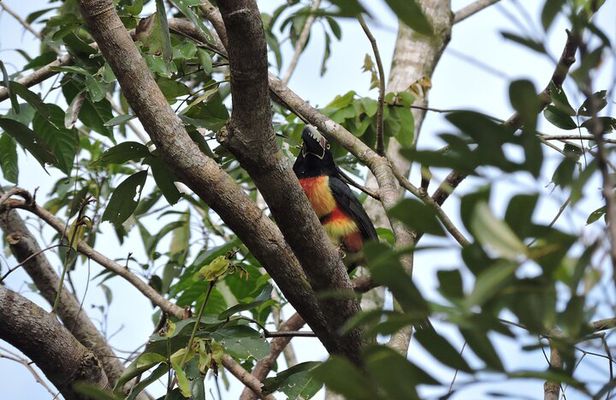 6-Hour Birdwatching Ruta de los Cenotes Playa del Carmen