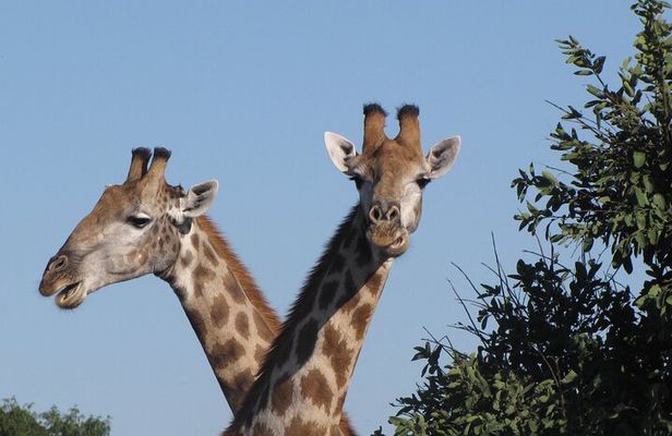 Small Group: Zambezi National Park Guided Game Drive