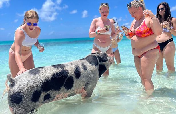Bahamas Swimming Pigs Experience on Rose Island 