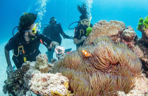 Silverswift Dive and Snorkel Great Barrier Reef Cruise