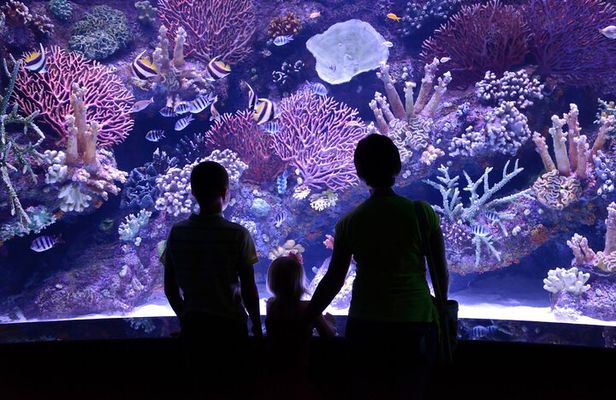 Antalya Aquarium, Wax Museum, Snow World, Wild Park, XD Cinema