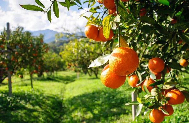 Lankaran. Hirkan Reserve. Black Sand Coast. Citrus Field.