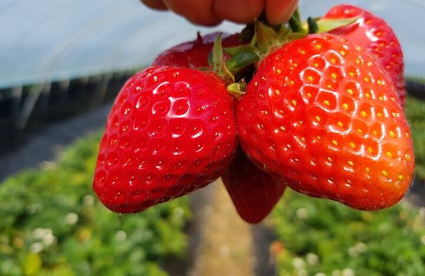 Nami Island, Strawberry Picking & Rail Bike Day Trip from Seoul