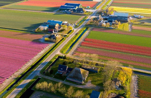 Guided Bike Tour along the Dutch Tulip Fields in Noord Holland 