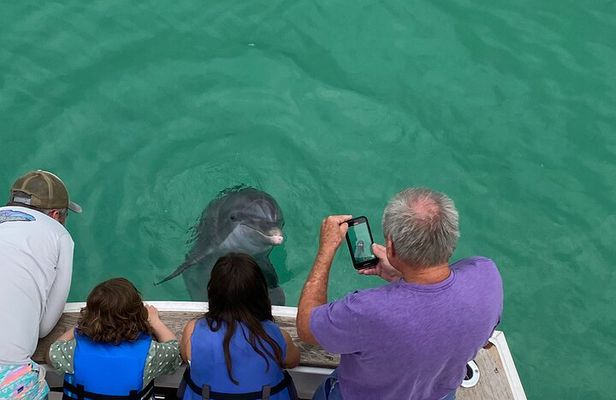 2 Hour Private Dolphin Sightseeing Tour