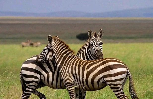 Day Trip Safari to Mikumi National Park