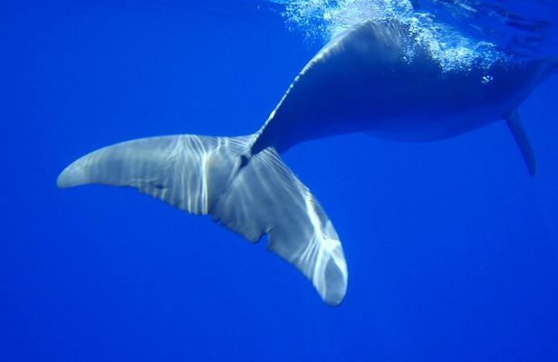 Whale Watching with Hotel Pickup & Dropoff