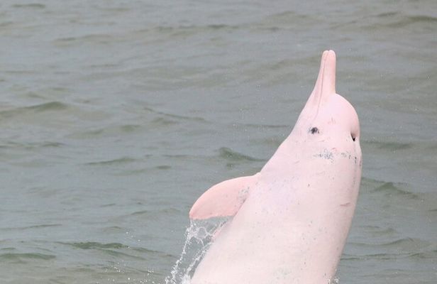 Hong Kong Dolphin Watch Tour