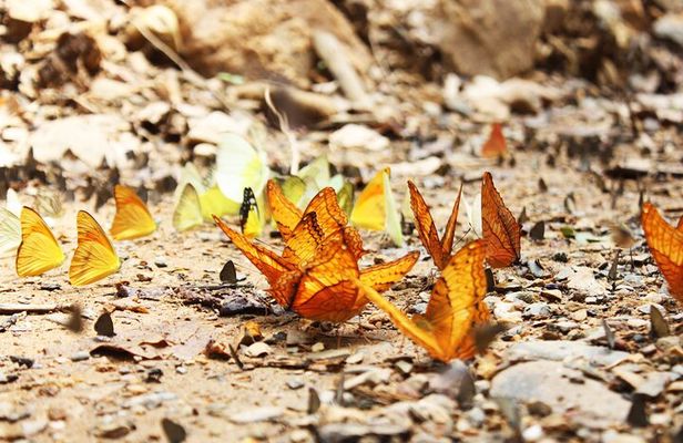 Hua Hin Kaeng Krachan National Park and Boat Tour with Transfer