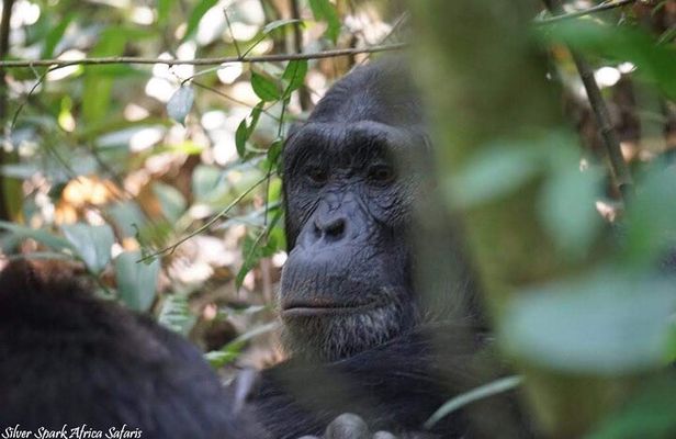 13-Day Uganda Mgahinga Gorilla Trek, Maasai Amboseli Park