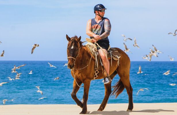 Desert and Beach Horseback Riding Experience in Cabo