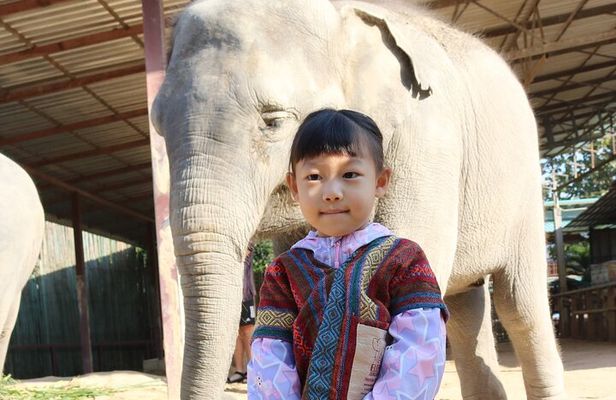 Chiang Mai Elephant Sanctuary Small Group Ethical Tour