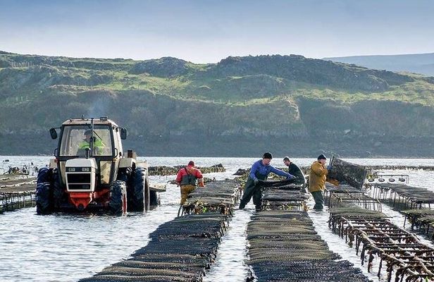 Oyster Farm and Tasting Experience