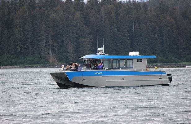 Wonderful Whales and Wildlife Tour