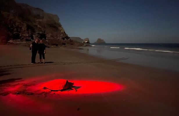 Turtle Watching Night Tours with Expert Naturalist