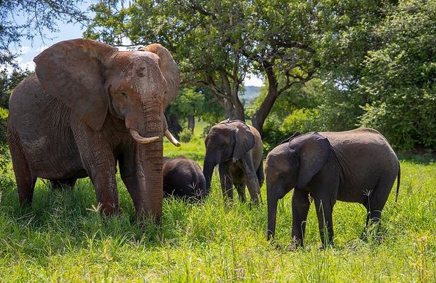 Arusha: 3-Day Safari Tarangire, Flamingo Walk Lake Natron Tour