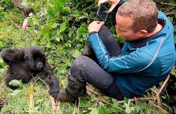 1 Day Rwanda Gorilla Trekking Tour In The Volcanoes National Park