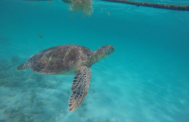 Half Day Akumal Beach Swim and Snorkel with Turtles Experience