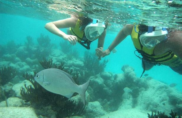 Exotik half a day tour: Cenote Cave and Swimming with Sea Turtles