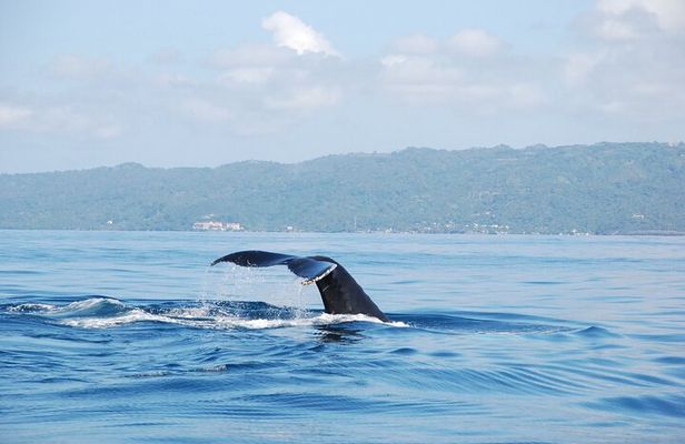 Whale Watching & Limón Waterfall Day Trip