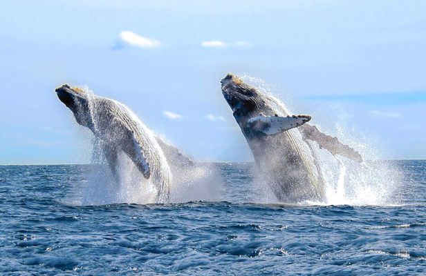 Whale Watching Tour in Samana Bay from Las Terrenas