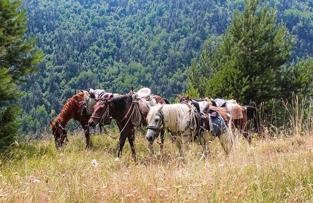5-Day Horse Riding Tour in Caucasus